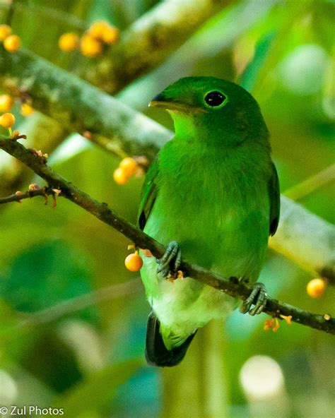 Zul Ya - Birds of Peninsular Malaysia: Green Broadbill