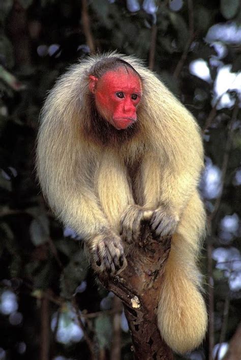 Uakari | Unusual animals, Rare animals, Unique animals