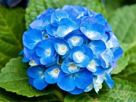 pretty blue and white flowers | Blue flower pictures, Blue flowers ...