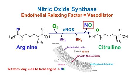 Nitric Oxide Synthesis Pathway Arginine Lowers Blood Pressure - YouTube