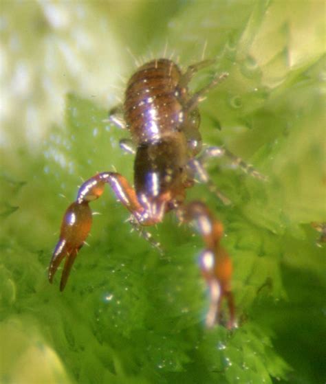 Microbisium brevifemoratum, Bog Chelifer | chelifer.com