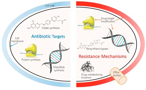 Antibiotic Resistance