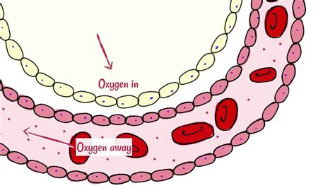 Alveoli And Capillaries Gas Exchange