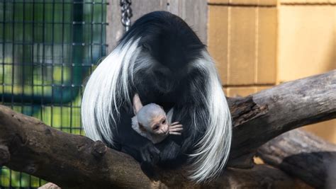 Baby Angolan Colobus monkey born at Lake Superior Zoo - WDIO.com