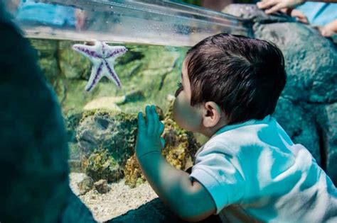 SEA LIFE Arizona Aquarium General Admission | GetYourGuide