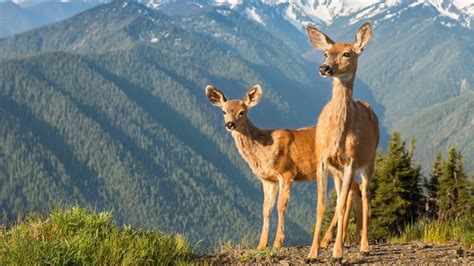 Black tailed deer and mountains, Olympic National Park, Olympic ...