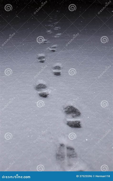 Snow shoe prints stock photo. Image of active, white - 37525596