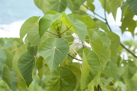 Close Up of Healthy Green Tree Leaves-9151 | Stockarch Free Stock Photos