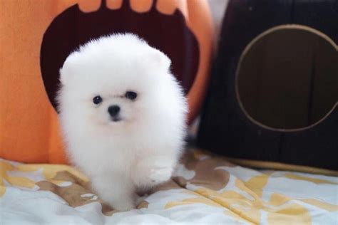 29+ Price White Pomeranian Puppy For Sale Picture - Codepromos