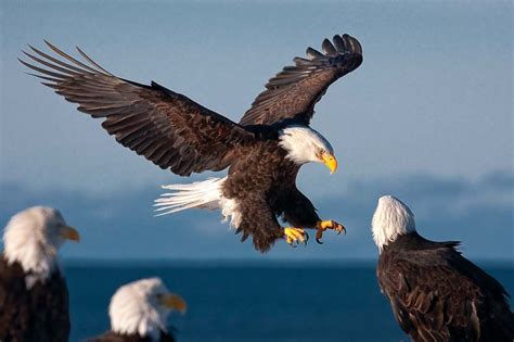 Bald eagle | Size, Habitat, Diet, & Facts | Britannica