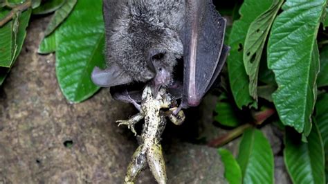 Frog-eating Bats - YouTube