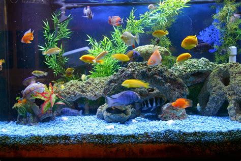 Myths about keeping an aquarium at home