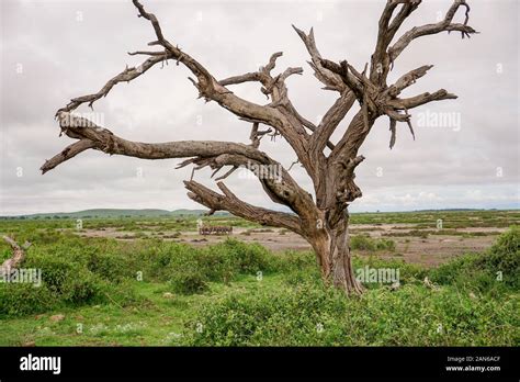 Elephants in the Amboseli National Park in Kenya Stock Photo - Alamy