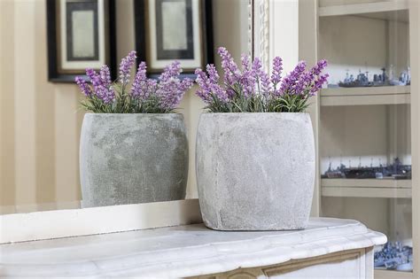 Growing Lavender Indoors | HGTV