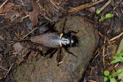 European locusts and their ecology: Gryllus bimaculatus