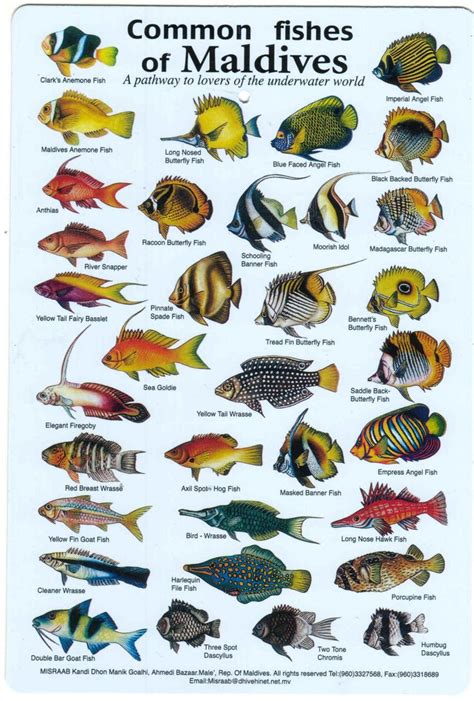 a poster with different types of fish on it's back side, and the words ...