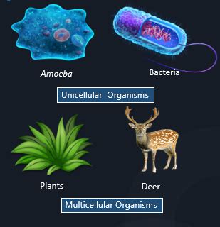 What do you mean by unicellular and multicellular?