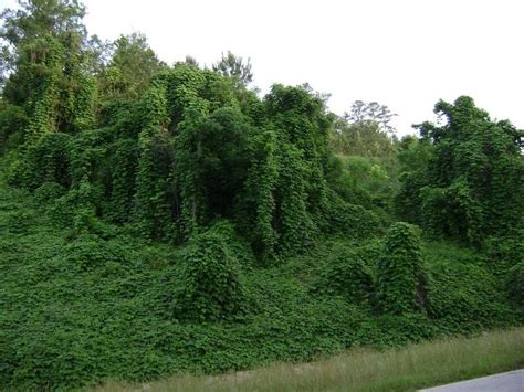 What do kudzu and coal have in common: 17 nuggets about the South's ...