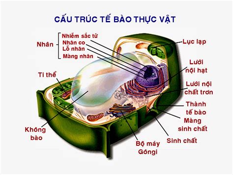 Hình ảnh Sinh học: Cấu tạo của tế bào