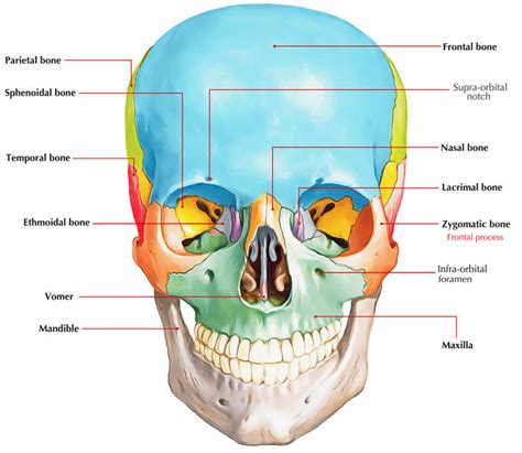 Zygomatic Anatomy