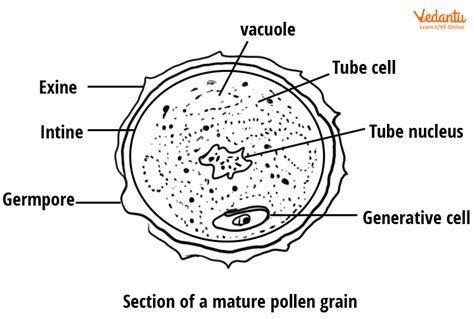 Pollen Grains - Definition, Structure, Formation, Types and Functions