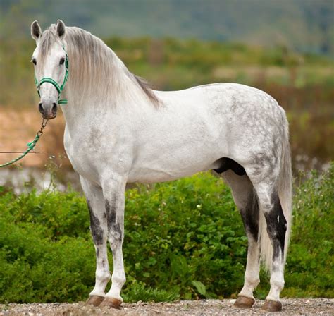 20 best Andalusian Horses images on Pinterest | Andalusian horse ...