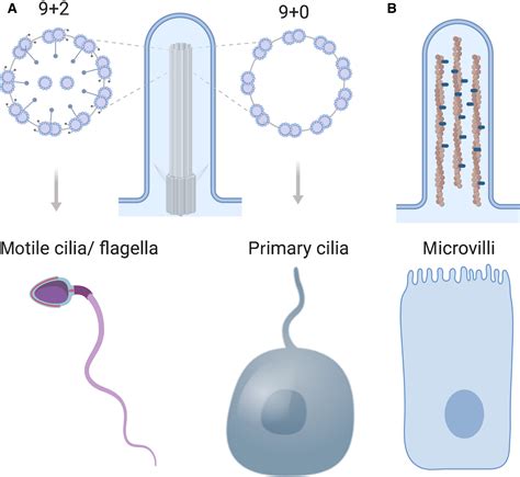 Microvilli Structure