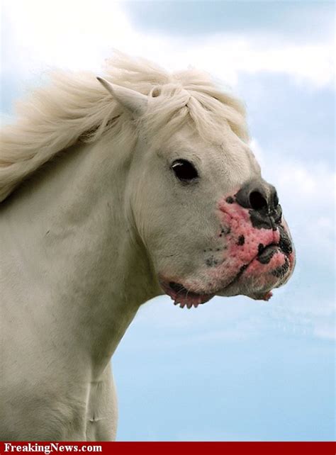 20 Genetically Modified Horse Hybrids | HORSE NATION