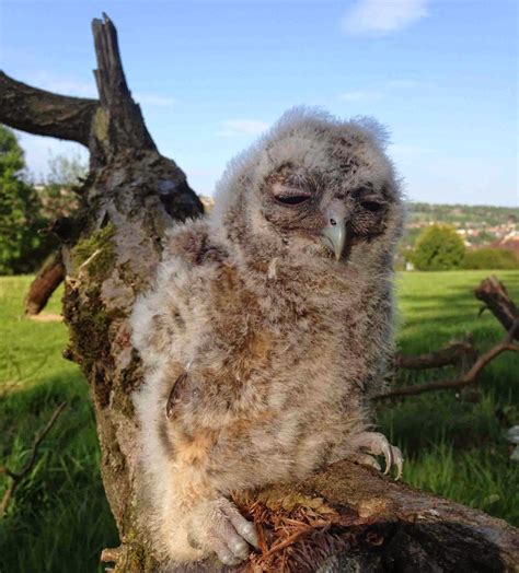 Bisham Barn Owl Group: Tawny Owl chick ringed