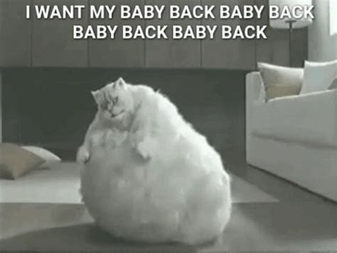 Fat Cat GIF - Fat Cat Funny - Discover & Share GIFs