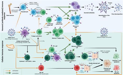 Frontiers | Adaptive Immune Responses and Immunity to SARS-CoV-2