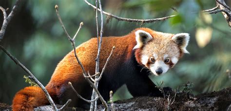 Red Panda Photography Tour - Singalilia National Park-wildlife Saferi India