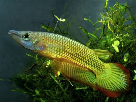 Breeding Golden Wonder Killifish: Top 4 Useful Information