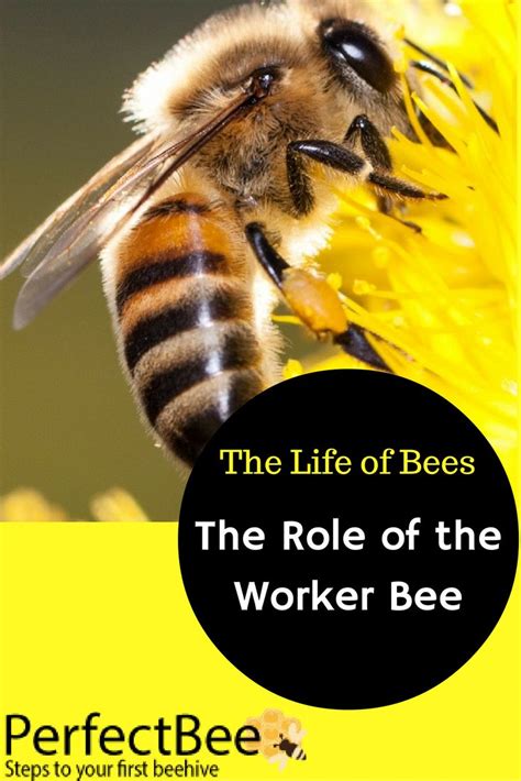 The Role of the Worker Bee - PerfectBee | Bee, Backyard bee, Worker bee