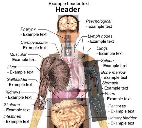 Male Anatomy Diagram Internal Organs Human Body | Images and Photos finder