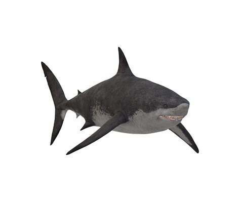 Megalodon Shark isolated on a Transparent Background 23839428 PNG