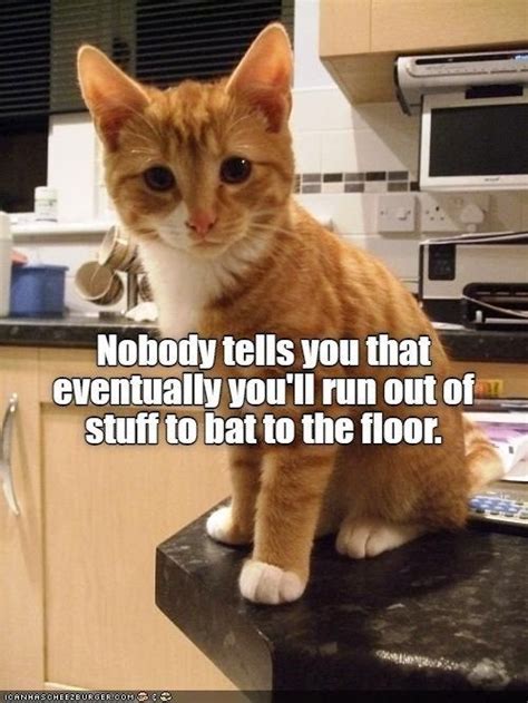 Top 25 Memes of The Week - Cheezburger Users Edition #180 | Funny cat ...