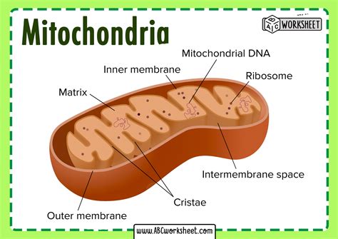 Mitochondria Structure Labeled