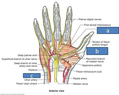 Print Anatomy Block III- Wrist and Hand flashcards | Easy Notecards