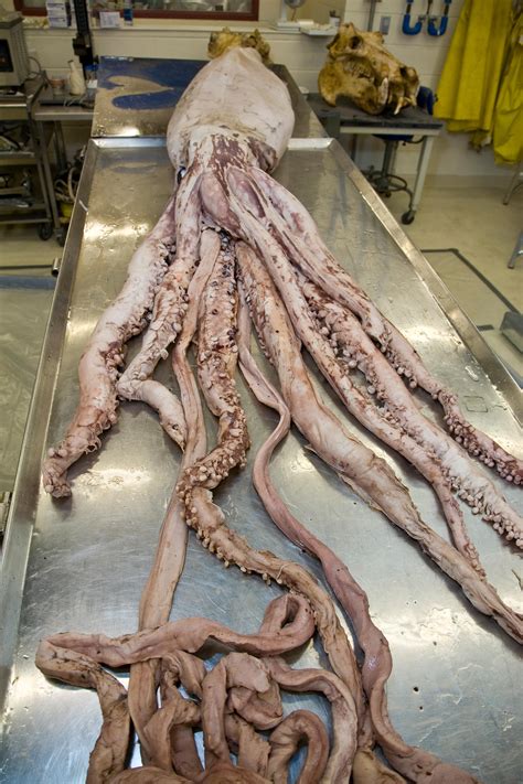 Operation Calamari: How the Smithsonian Got Its Giant Squids | At the ...