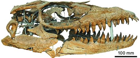 The original skull of Prognathodon solvayi, IRSNB R33, holotype, from ...