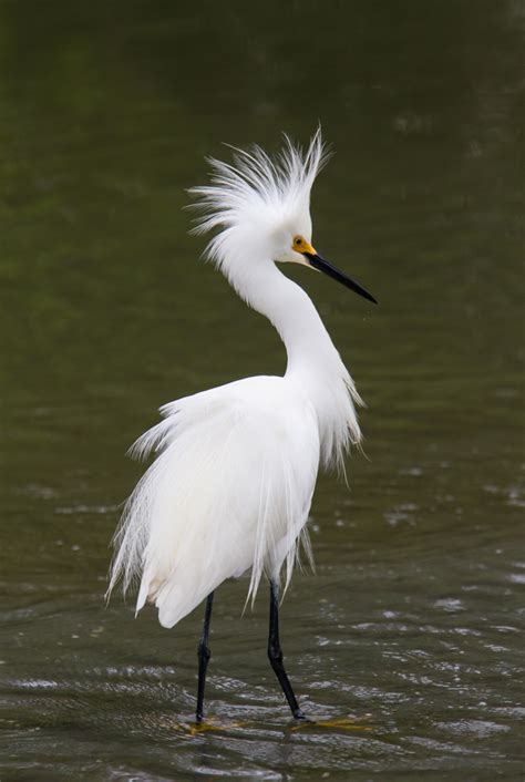 Snowy Egret with feathers flared 1 | Roads End Naturalist