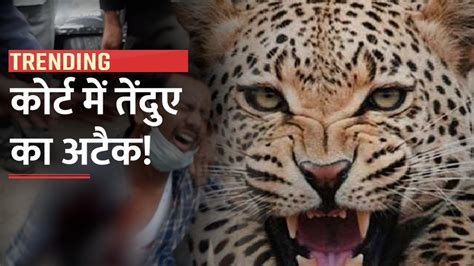 Leopard Attack Video: गाजियाबाद कोर्ट परिसर में अचानक घुसा तेंदुआ, आगे ...