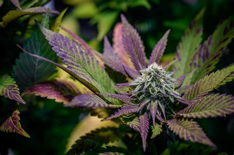 The Best Purple Cannabis Strains - Grower's Guide