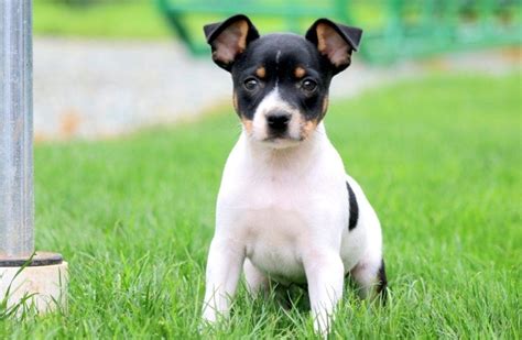 Toy Fox Terrier Puppies for Sale - Keystone Puppies