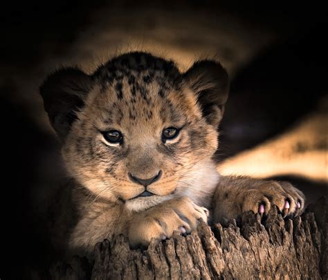 Cute Lion Cubs Wallpapers