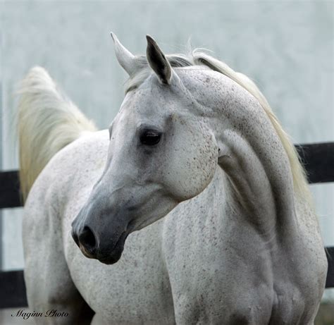 Arabian Horses Breed characteristics | Horse breeds, White arabian ...