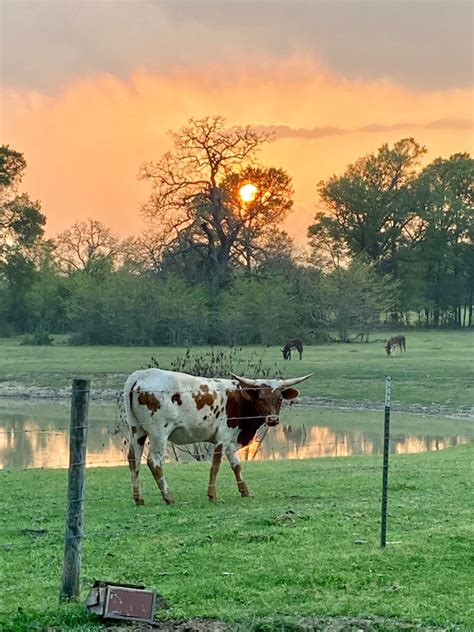 Farm Animals for Sale | Green Acres Farm & Home