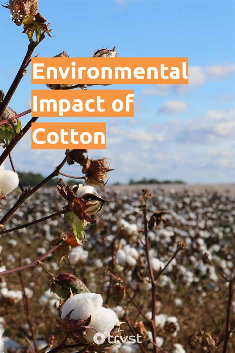 Environmental impact of cotton from growing farming consuming – Artofit