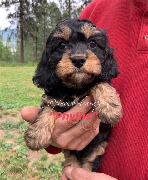 Colorful Cavapoos | pinewoodcavapoos